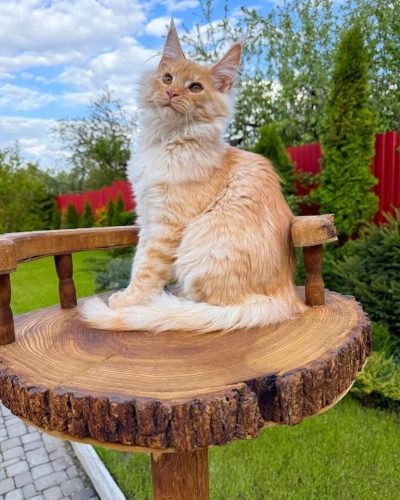 att.rddqF9RHqIb7on8Z4X2gyj8peezeyWeM1ZPuTt-W858