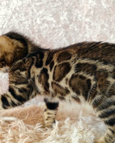 att.rf3ehA0TjjHjp93e0-0MG2HXZL0jlKtXqN_YUND18g0