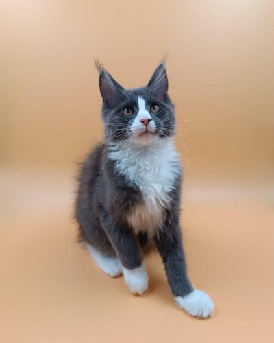 att.s7Bjsgeao9mq8Q5y8I3Y2f3gqUlyikSD1hWqwBWcWh8