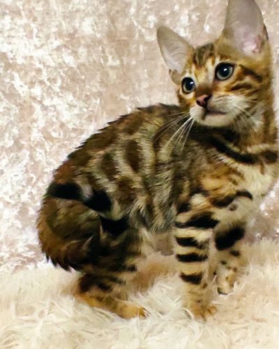 att.s9wLoa2zMJpOSv0dvWHktpdJKDFBpDA_qNoVgdSJ4N0