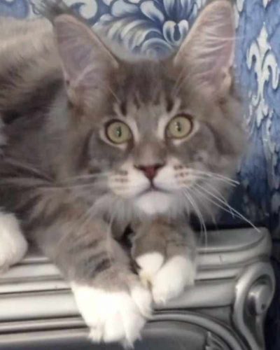 att.sB3Zpf3onXvcRUMvJH92_ult73Z03KvyK2sRjYOOf5k