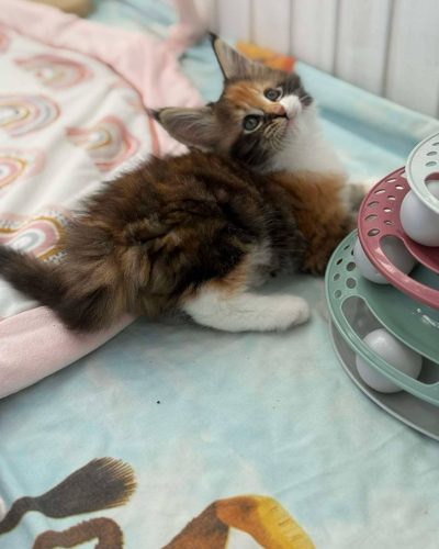 att.sEGzSuHuP8Rp6YlRaoLtNe64X2iwIht4MRVtYfPuEX8