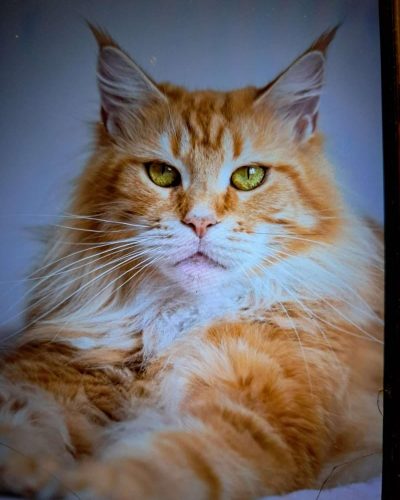 att.tGHW4CxKaRnBkP9oQKNcjTTlbgV2fCqPrQvtajrbL_I (2)