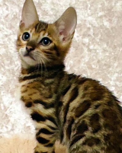 att.tLNj4ahUMlIBFdfn-czRldsDP8UD_t-vFbHCQr_8YaQ