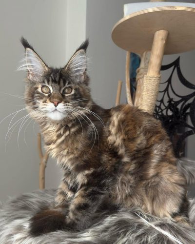 att.tur07XbDBfEBpNnR_UKKqtdKbeguEdCFcCyjaJvmymQ