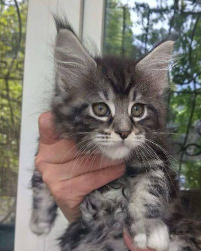 att.u5GLoAR5e4lMjIgt2lbxi2J0ebTlUq35yGSbeqX-9XA