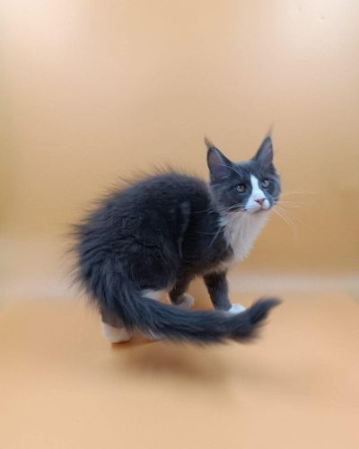 att.uIeSWN2AmRp_cD-FXwuoW_1wTQFqkmdsde5YZdpRPOo