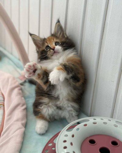 att.uVjqqRRW7xfLzRoejwrOcFayfDQKUZbR-4kLpCbIif8