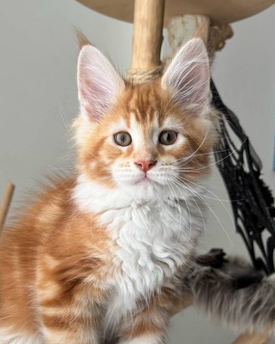 att.vUVPQhtOwEhfHu_pYXCxrBZzTHD9bMQC6Cr-I_upRfY