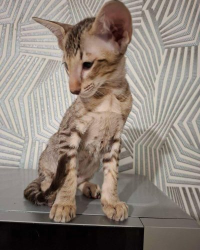 att.vYRAhoa5zoevE5798x5rmcIOrxSK-HqcDxKgK1OQmtw