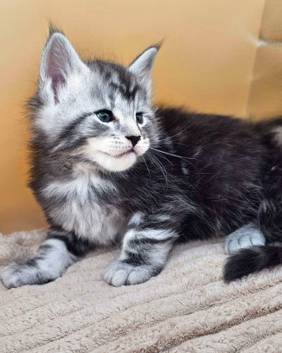 att.vzD3b8dLuv3Yr0a64Kbgi2U-eHhGGQTWLBCQVCXkZ_Q