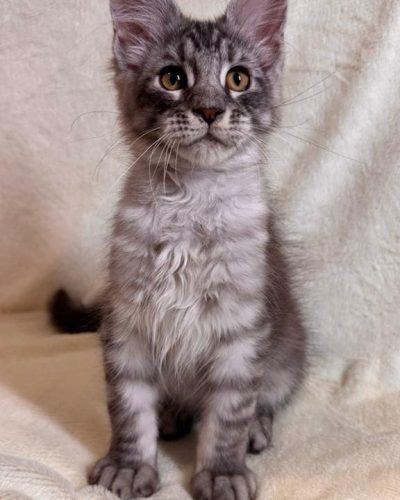 att.wNRPaAQZQhO2tuu873C43JjkRrIlWlGuT6FLK4DLPbY