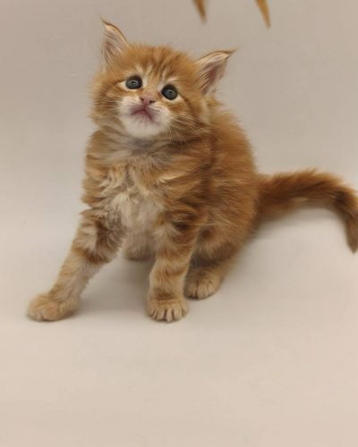 att.wWo7W-iW4sI4hDWKoCBCg945OWCw61edo_dr4ZiSyVc