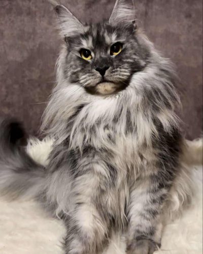 att.wvfyKfEuUDfLZvB0j61yVyclQIEGNMKwv4uGv8e9iIA