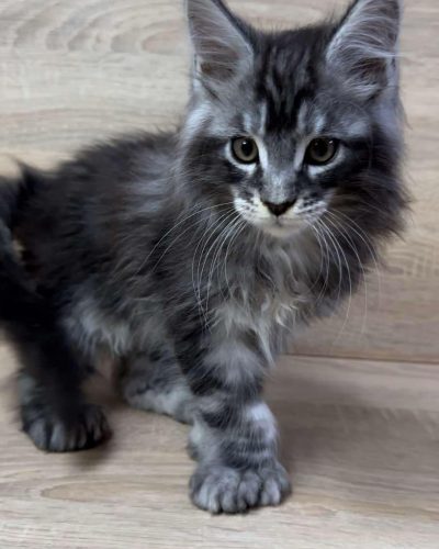 att.xH2_tNAcmuPzpK3j6VztXTs5Q-TfR8ACDVsDxGB2o-w