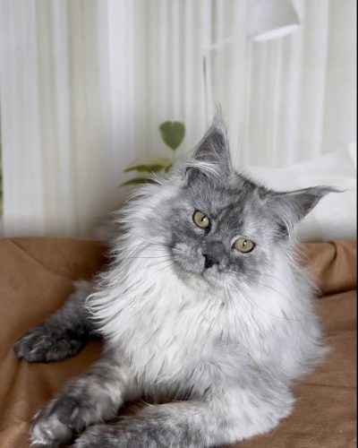 att.xjqe1LIRJEfCguoKsUsiCJwscZRWn4YsOgybPGKeq7E