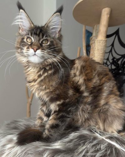 att.y0JaJcrwpqNzx21Wf7jKL_dVXLz5yRnNQQhbfXV6b9c