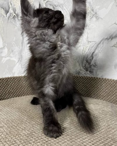 att.y3YCvY6xOyXn0F59vCvTcj8-i8eLPJQMt6R49y8eN6Y