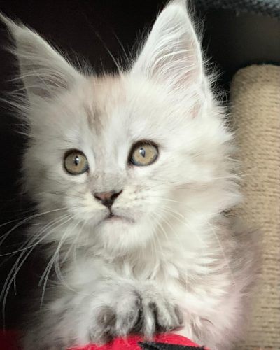 att.zfTgW8vhbwxknA2WdiYAsAIP4Gr4WPHM4ftWgKZOYUA