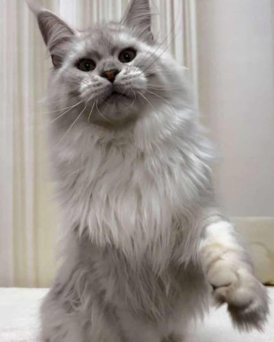 att.zpHKldWLf-J0uU_8ce3RuJt4L15iR3T-a8fKrVJyKqk