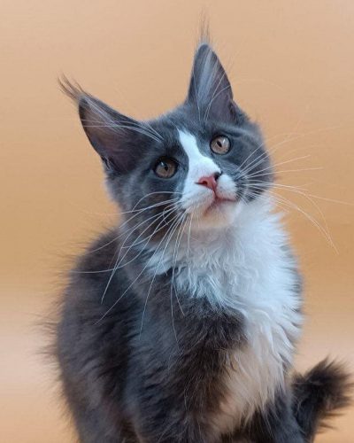 att.zruZSzUJ6Zit0wdZBi1xZq4tREoT24sNKk_pRwHRYGc