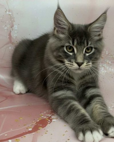 b2c748ef-fa3f-4e7c-8f17-97b52bd5d394