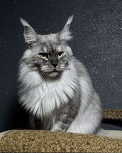 b580fadd-432d-4a75-8338-f49aff8c9310