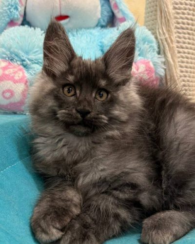 ba5e9309-2634-43a5-b8ce-26e16be98f78