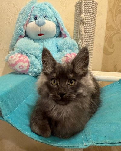 c86686c5-b7d2-4599-a8c5-607528982283