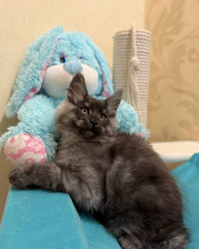 c9216ee9-9f88-4d35-a235-3e7555ab4bb3