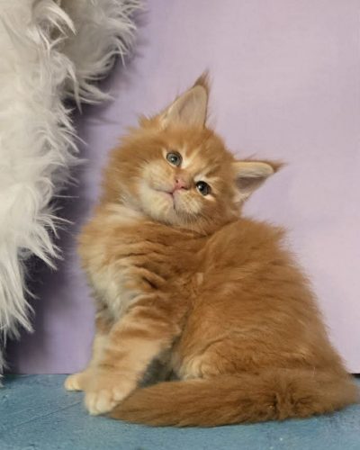 cc9d7be4-ba3a-4ba9-961e-b55293235388