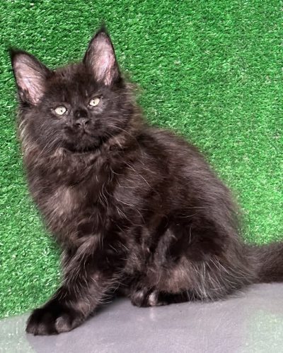 eeff88a3-16d1-4436-9591-eaacf29b2736