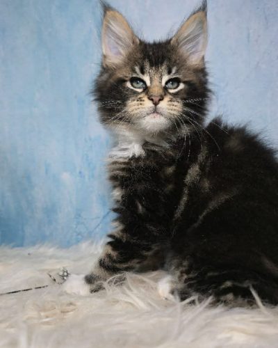 f0c13db8-ef2b-4356-8a06-23edfab5fd07