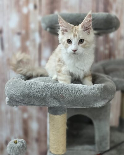 f2dabf33-dbe9-4085-83e8-8c4957d42ce3