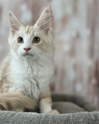 f3bd7909-890a-4f99-9b83-a74f85377c72