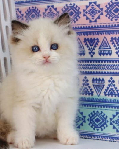 f8c9ea0b-ee5c-4ce4-8e3f-ffc097d8c765